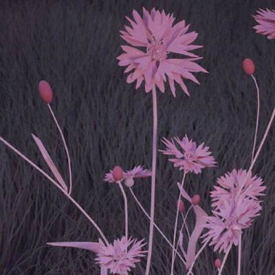 皇冠新体育下载手机版